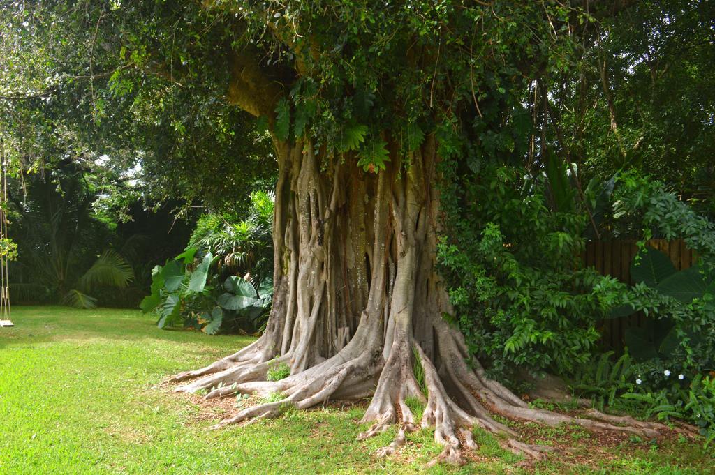 Banyan Tree B&B Retreat Makawao Zewnętrze zdjęcie